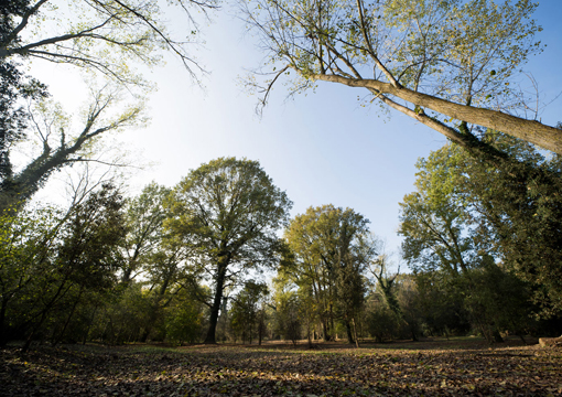 Bosco Nordio Chioggia