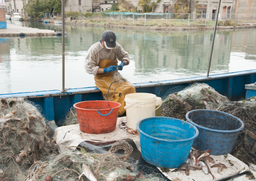 La Pesca a Chioggia